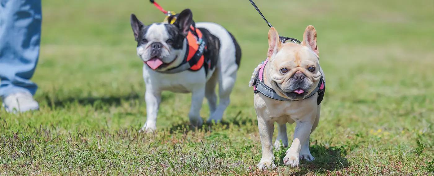 ภาพตัวอย่างการใช้ลานวิ่งสุนัข