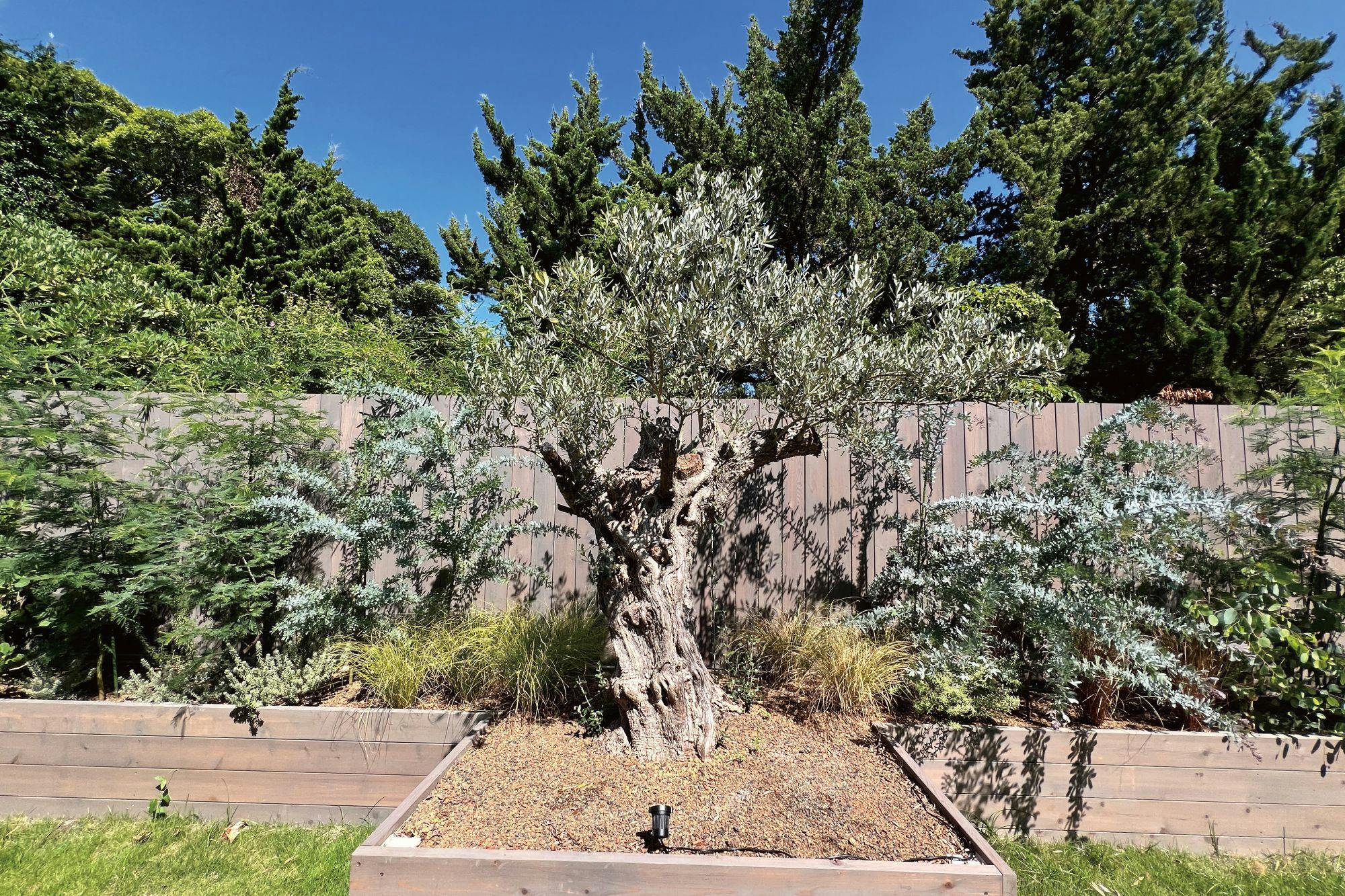 ต้นไม้สัญลักษณ์