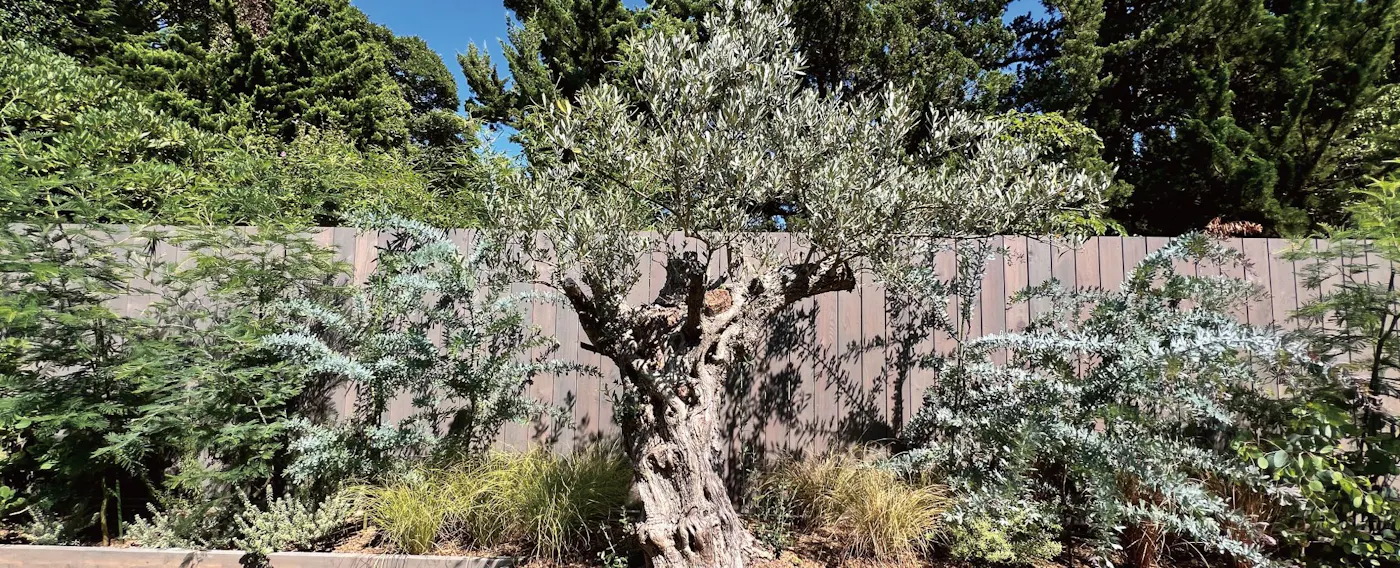 ต้นไม้สัญลักษณ์