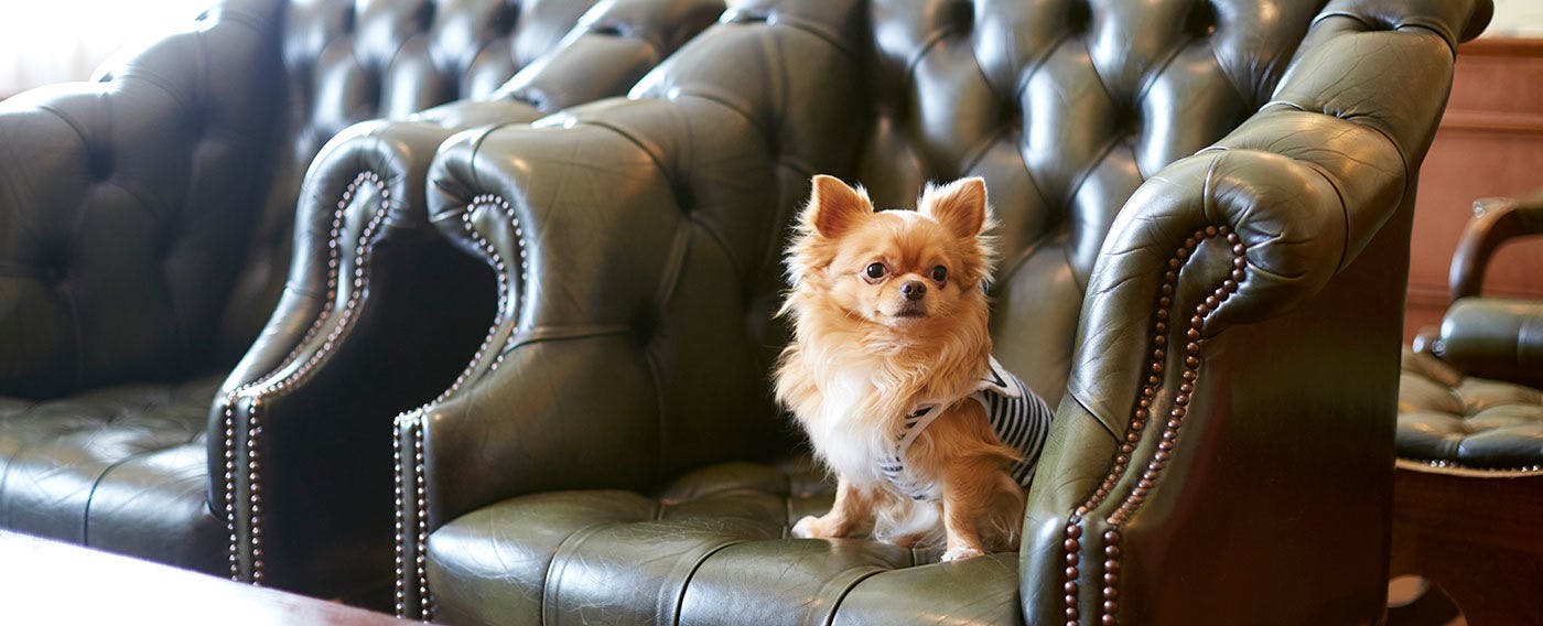 ワンちゃん・ネコちゃんとお出かけ！専用ルーム