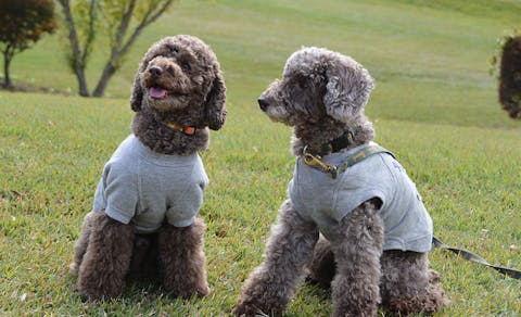 21年最新 那須 塩原周辺でペットと泊まれる宿ランキング 一休 Com 21年最新 那須 塩原周辺でペットと泊まれる宿ランキング 一休 Com