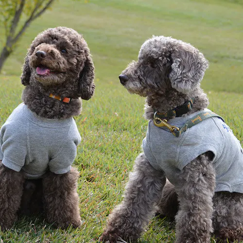 22年最新 那須 塩原周辺でペットと泊まれる宿ランキング Yahoo トラベル 22年最新 那須 塩原周辺でペットと泊まれる宿ランキング Yahoo トラベル