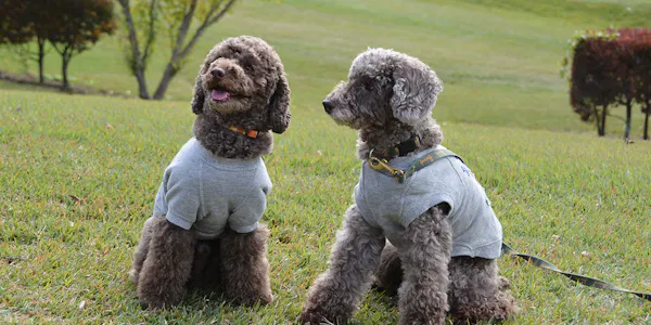 22年最新 北関東周辺でペットと泊まれる宿ランキング 一休 Com 22年最新 北関東周辺でペットと泊まれる宿ランキング 一休 Com