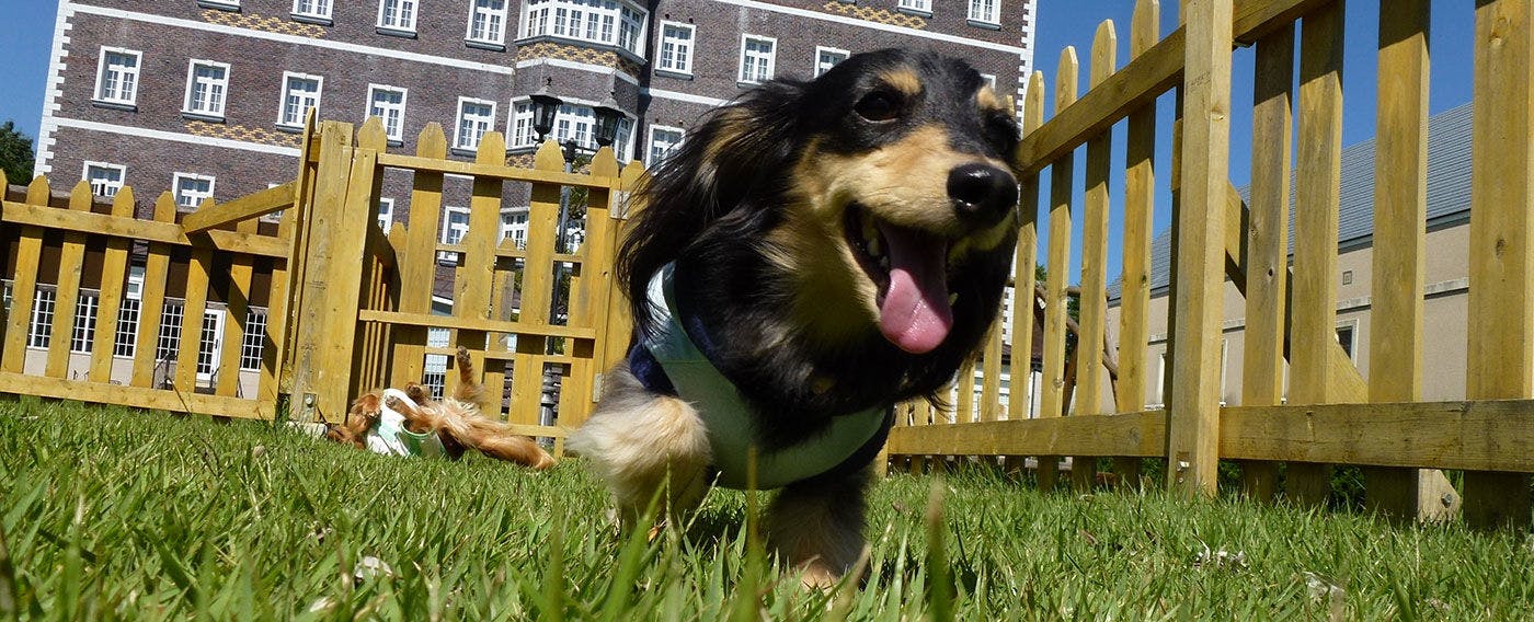 ワンちゃん・ネコちゃんとお出かけ！専用ルーム