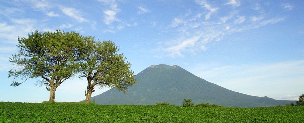 羊蹄山與馬鈴薯田