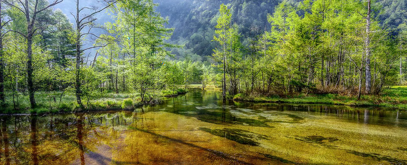 新緑まばゆい田代池