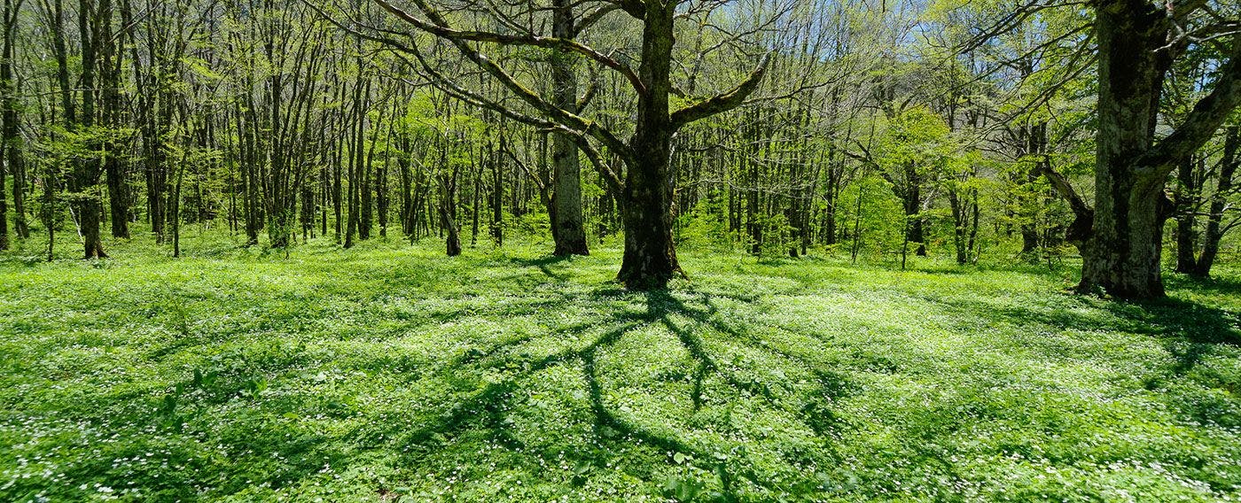 ニリンソウの草原