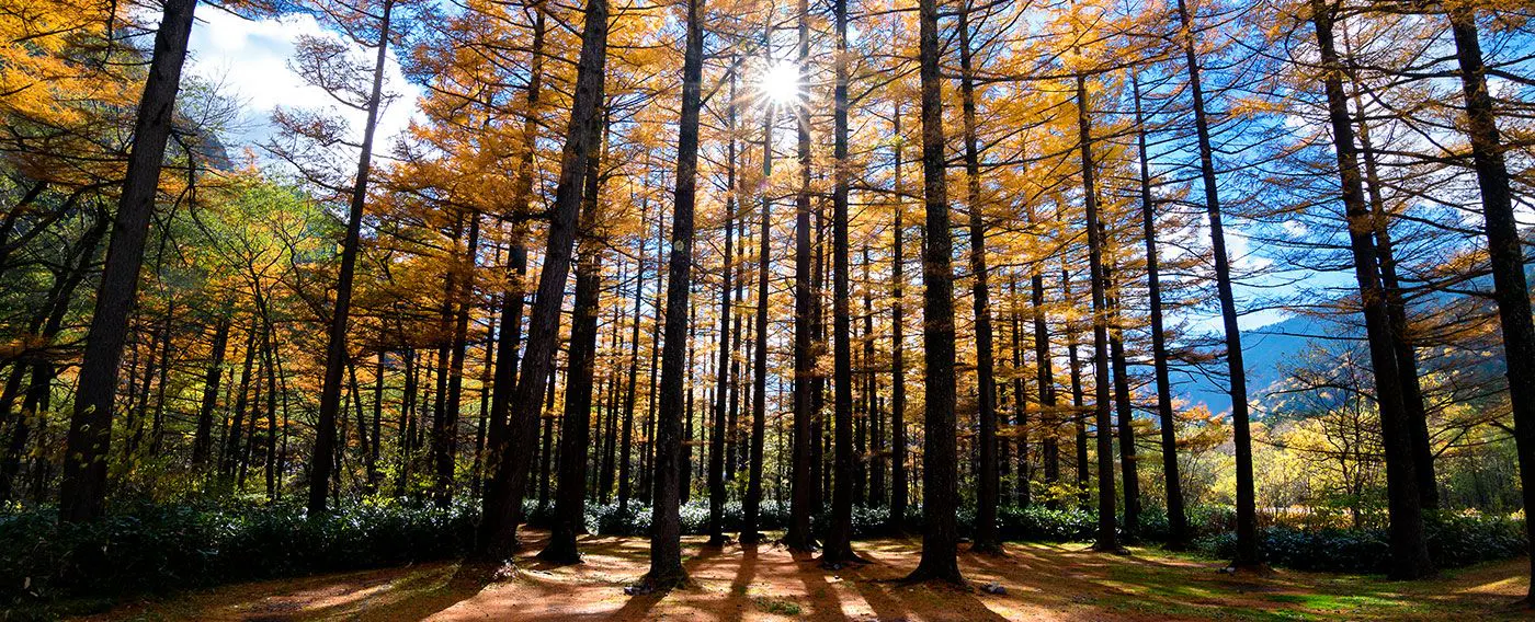 上高地を彩るカラマツの紅葉