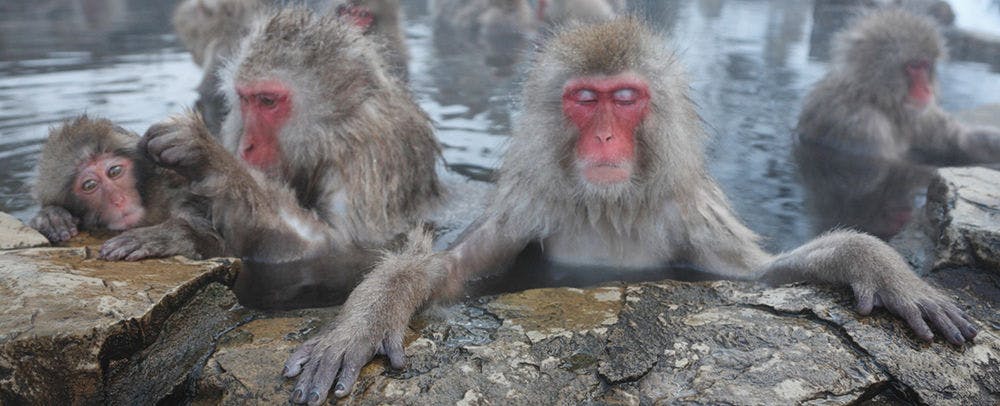 上林温泉　地獄谷野猿公苑