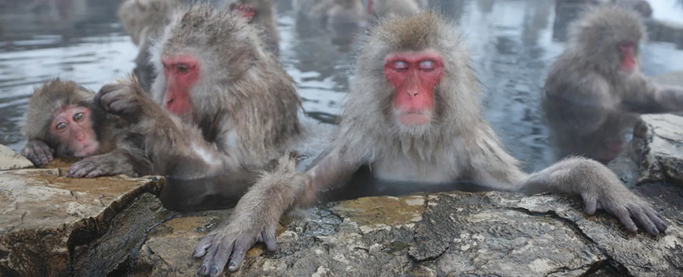 上林温泉 地獄谷野猿公苑