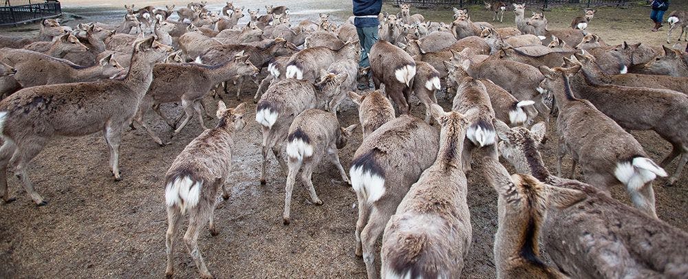 สวนสาธารณะนารา