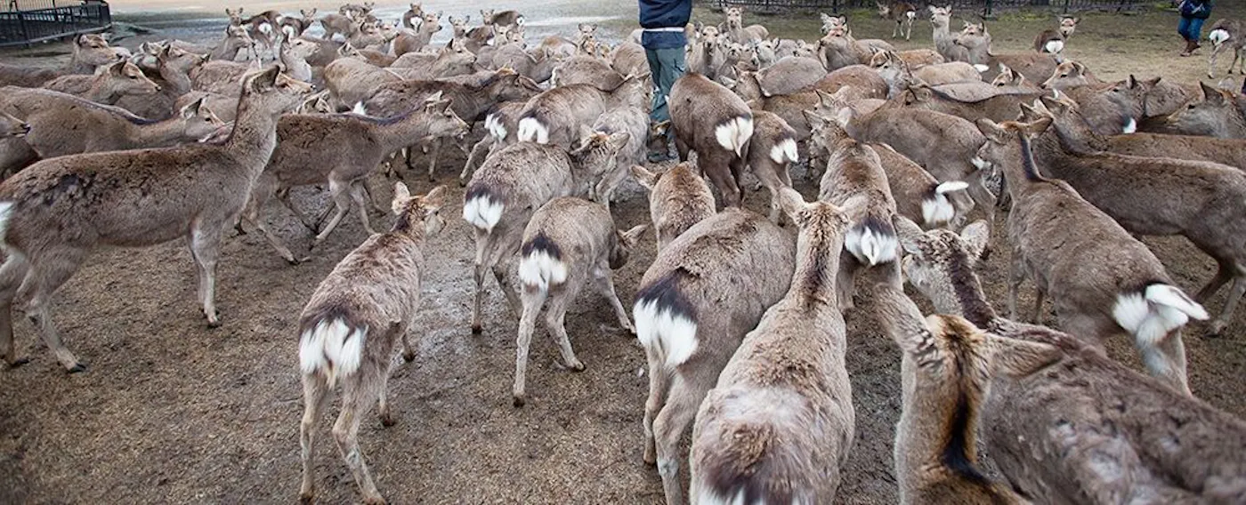 สวนสาธารณะนารา