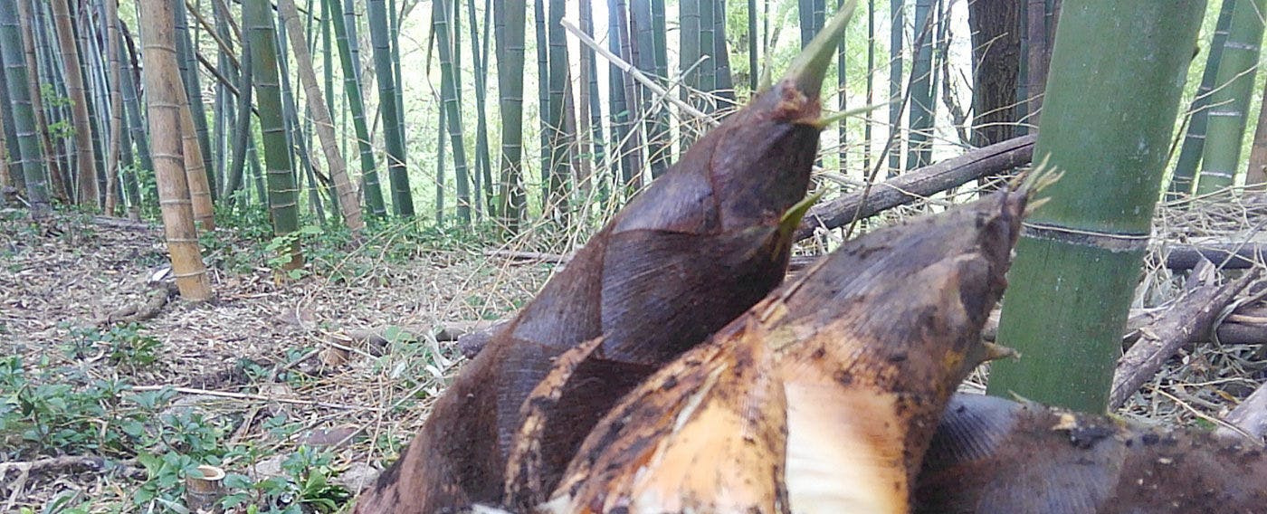 谷川温泉 やど莞山-KANZAN-
