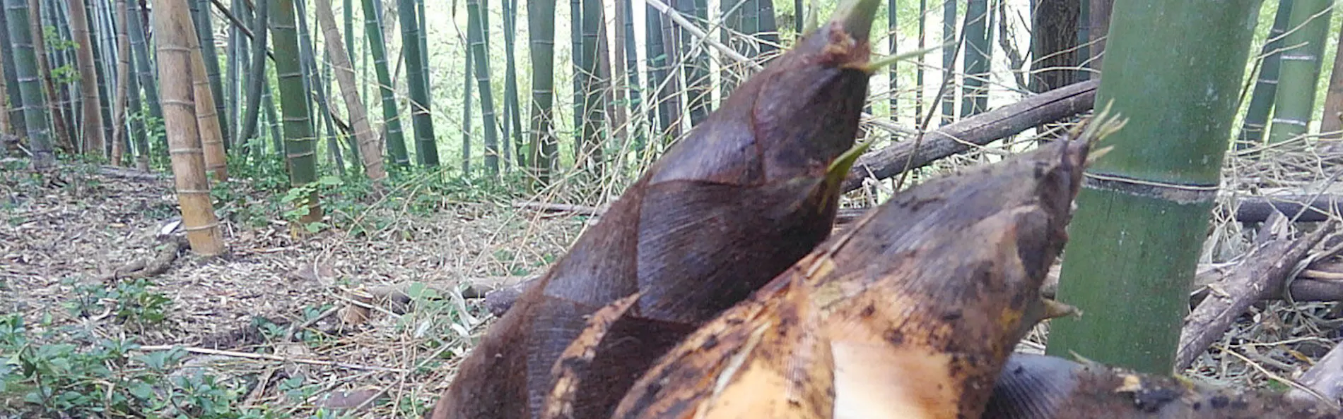 谷川温泉 やど莞山-KANZAN-