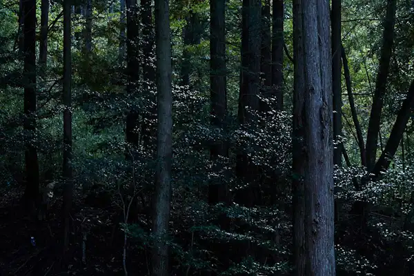 ทัศนียภาพ