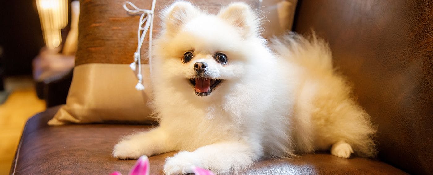 許多客人選擇入住烏布之森來慶祝愛犬的生日。