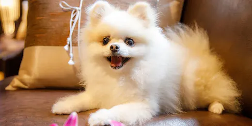 ウブドの森 伊豆高原