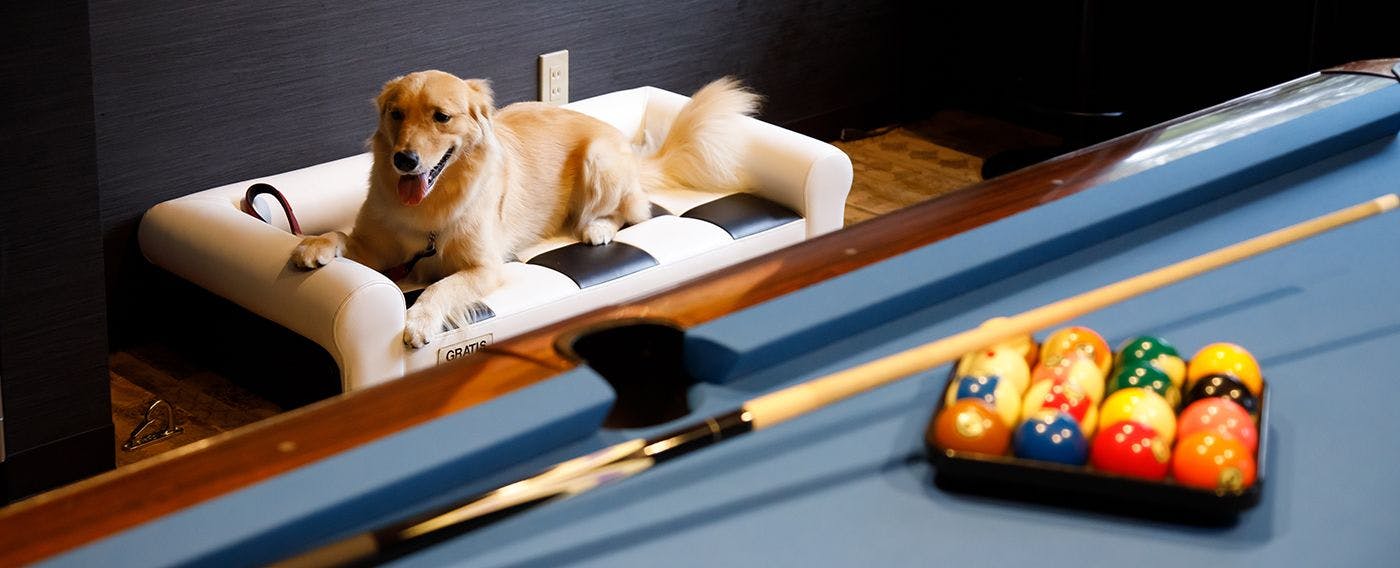 主人打撞球時放鬆的愛犬（別館Gratis）