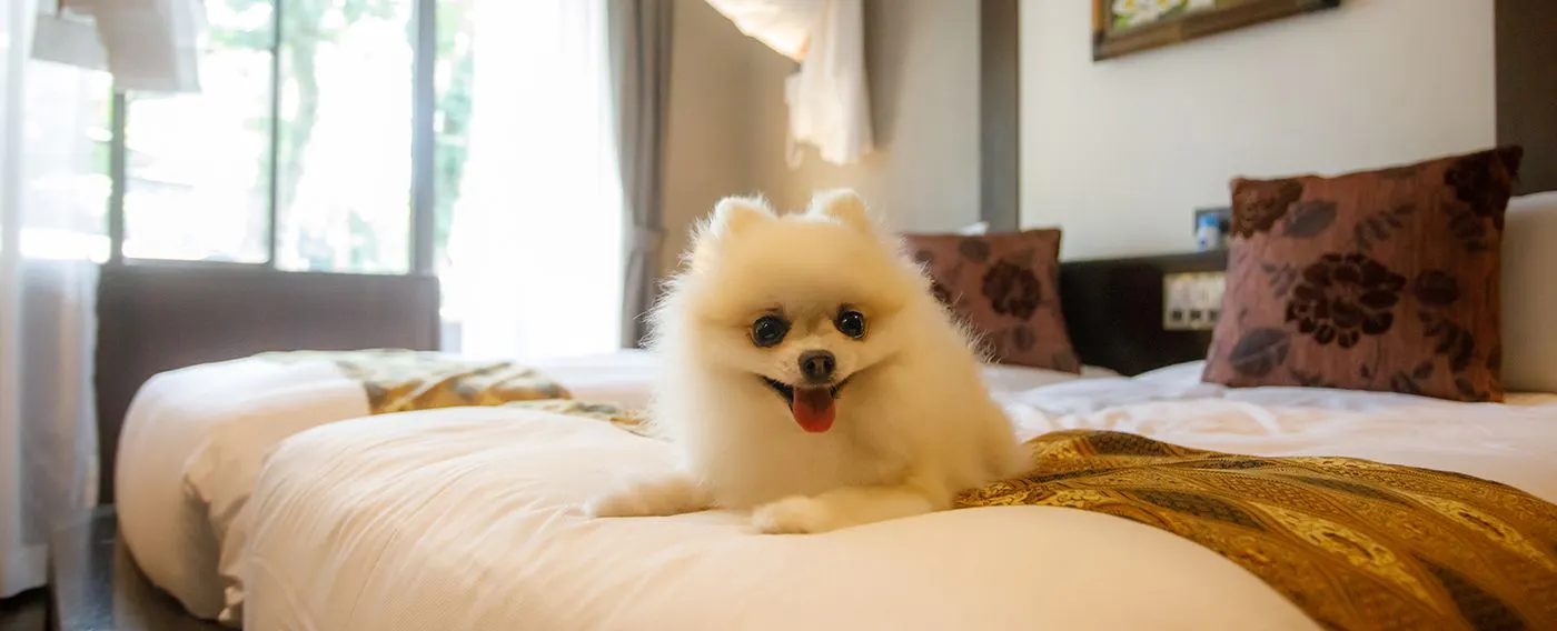 您的愛犬若穿戴禮儀帶,即可安心地在床上翻滾。