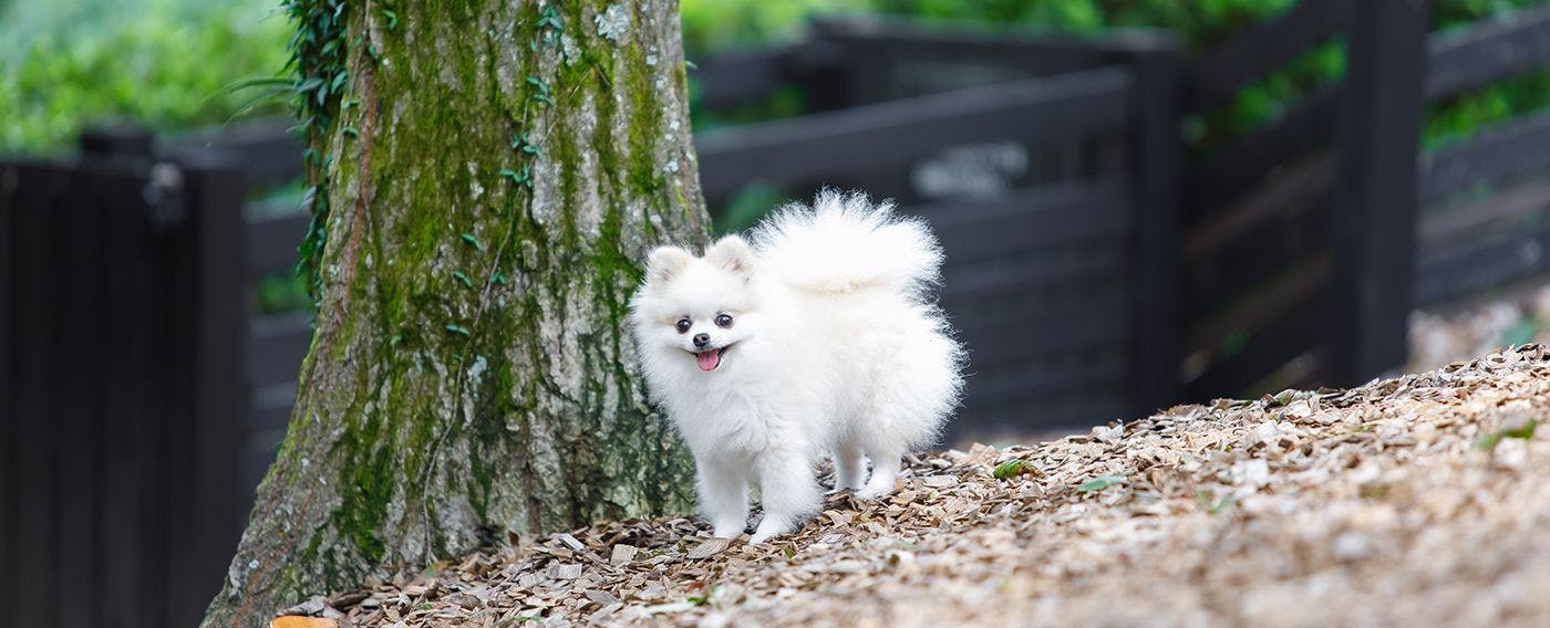 您可以在大樹下的寬敞狗跑區享受樂趣。