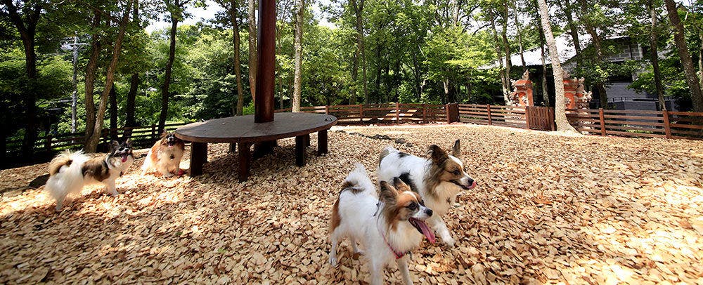 對愛犬腳掌友善的木屑狗跑區，位於被大樹環繞的巴厘風花園中