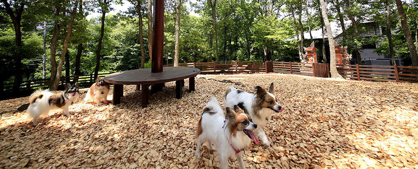 對愛犬腳掌友善的木屑狗跑區,位於被大樹環繞的巴厘風花園中