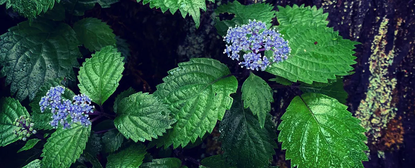 四季を楽しむ宿