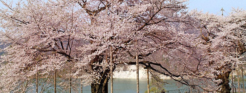 Musim Semi - Sakura Shokawa