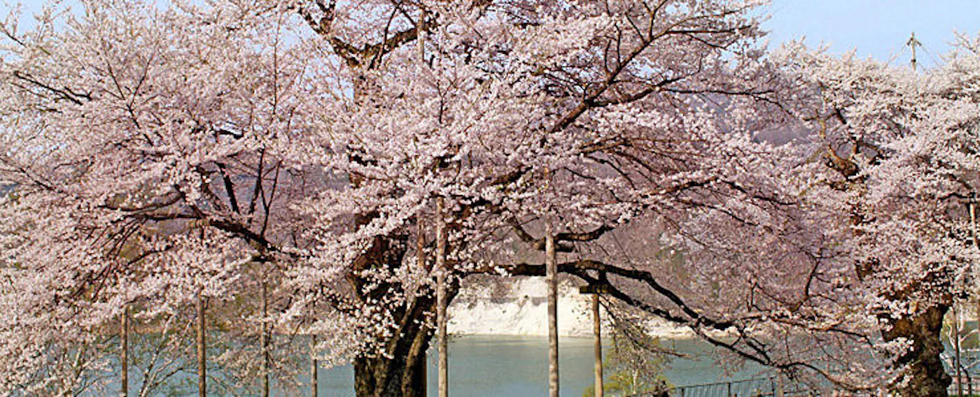 Musim Semi - Sakura Shokawa