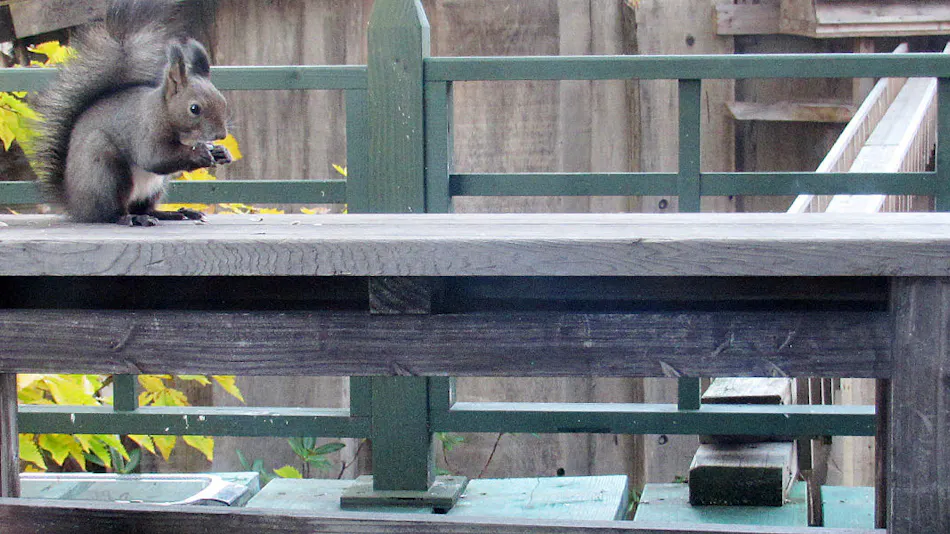 Auberge Kita no Dan Dan