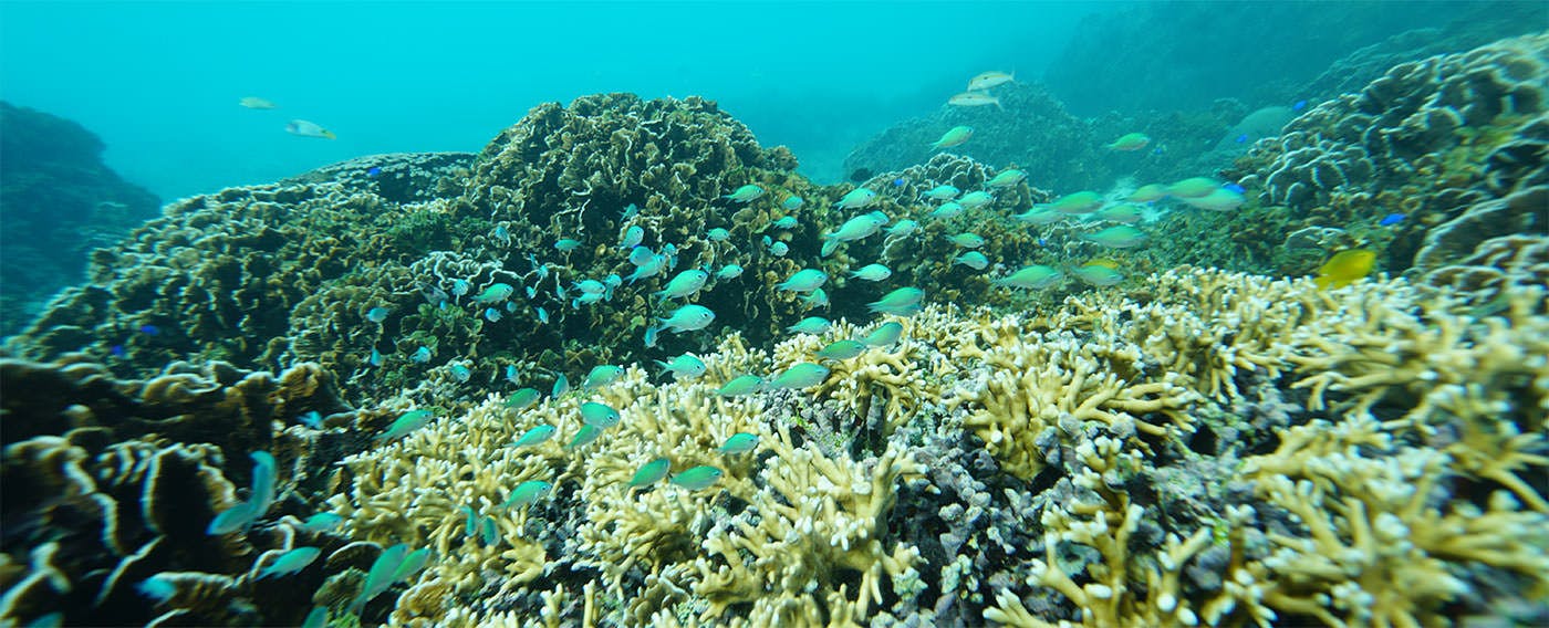 アクティビティ