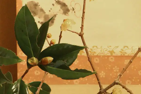 ดอกคามิเลีย