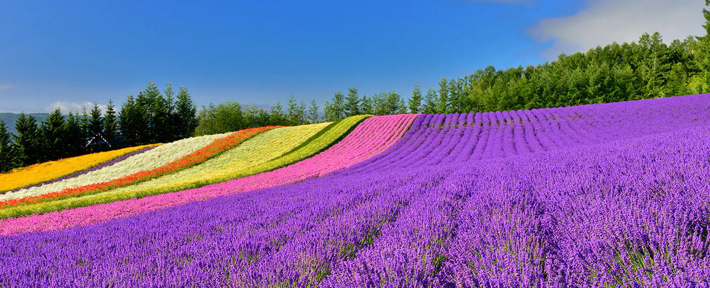 ลาเวนเดอร์ที่เพลิดเพลินได้ตั้งแต่เดือนมิถุนายนถึงสิงหาคม