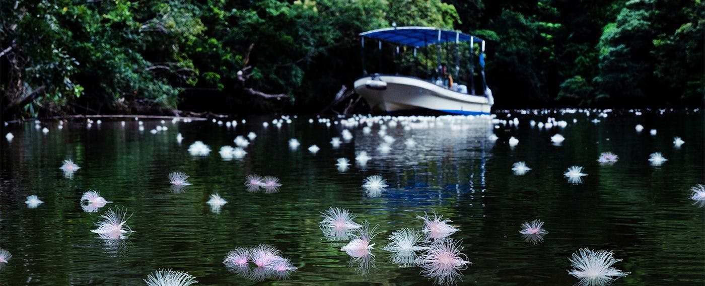 絶景サガリバナクルーズ