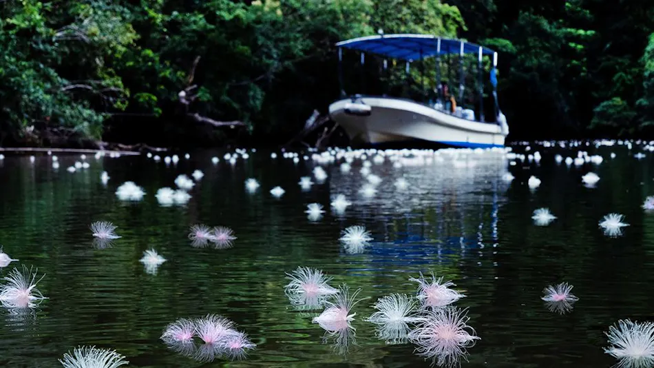 Hoshino Resort Iriomote Island Hotel