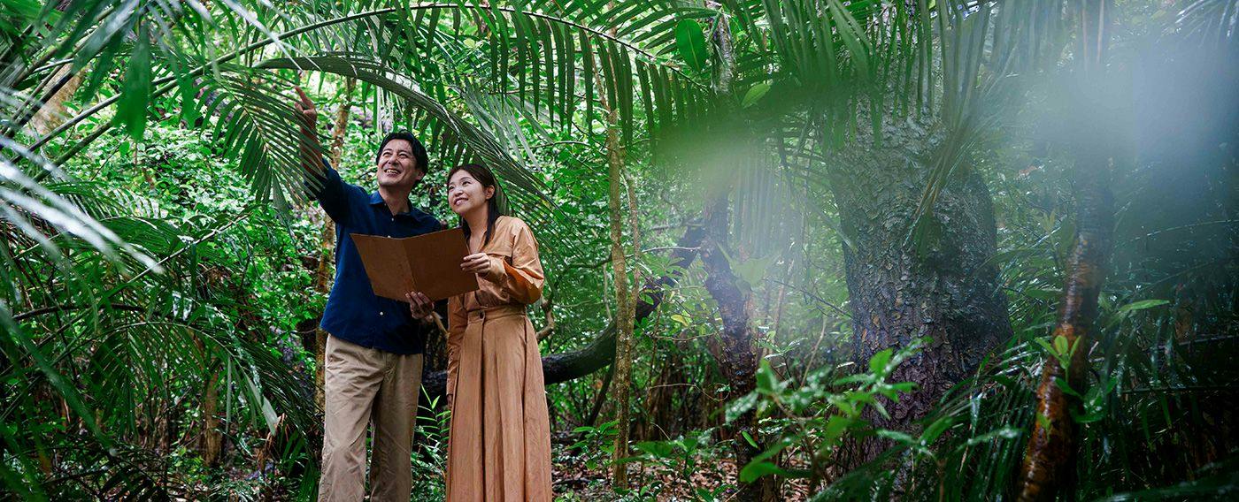 Jelajah hutan rimba hijau tua
