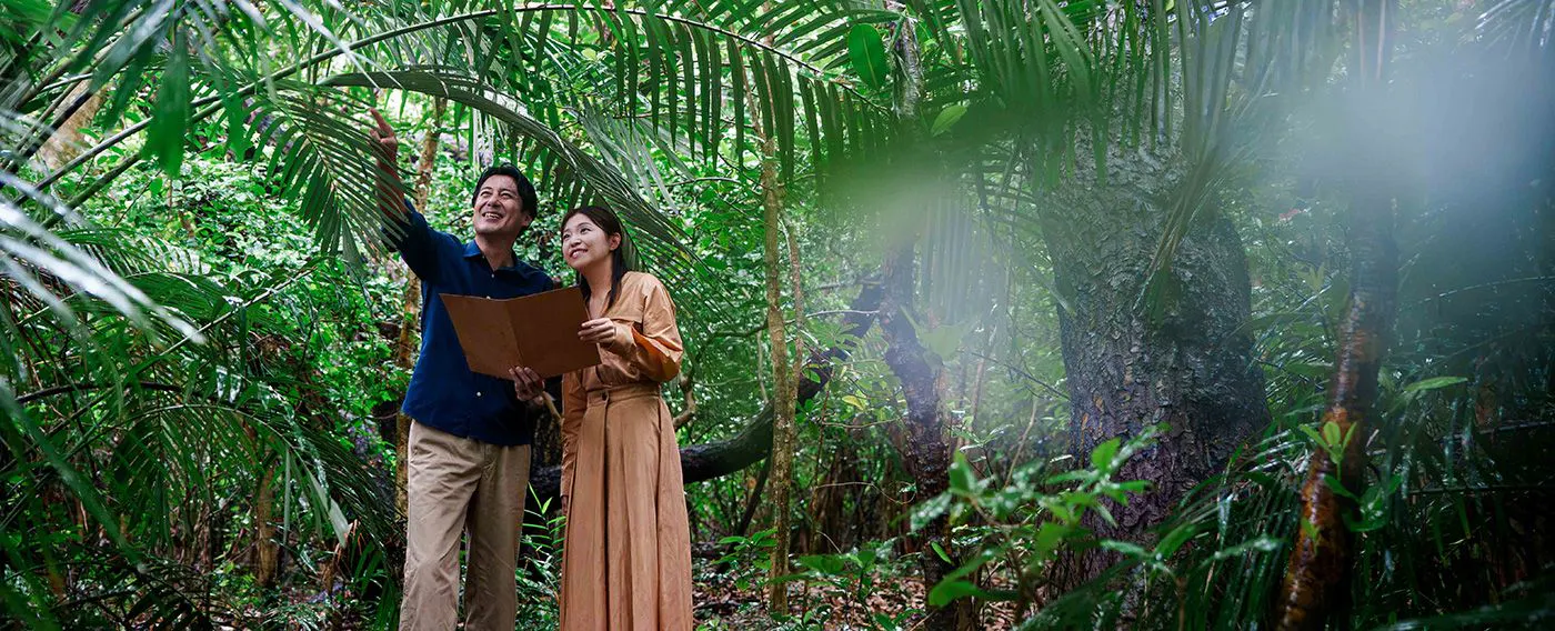 Jelajah hutan rimba hijau tua