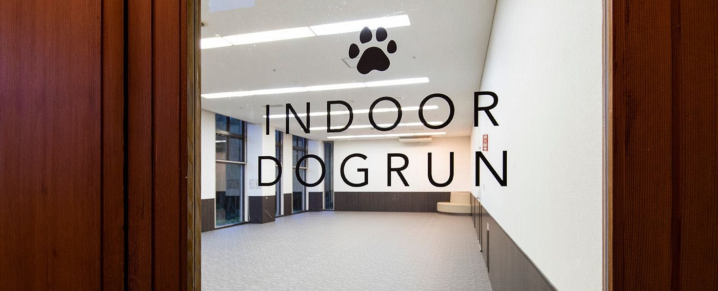 Area bermain anjing dalam ruangan