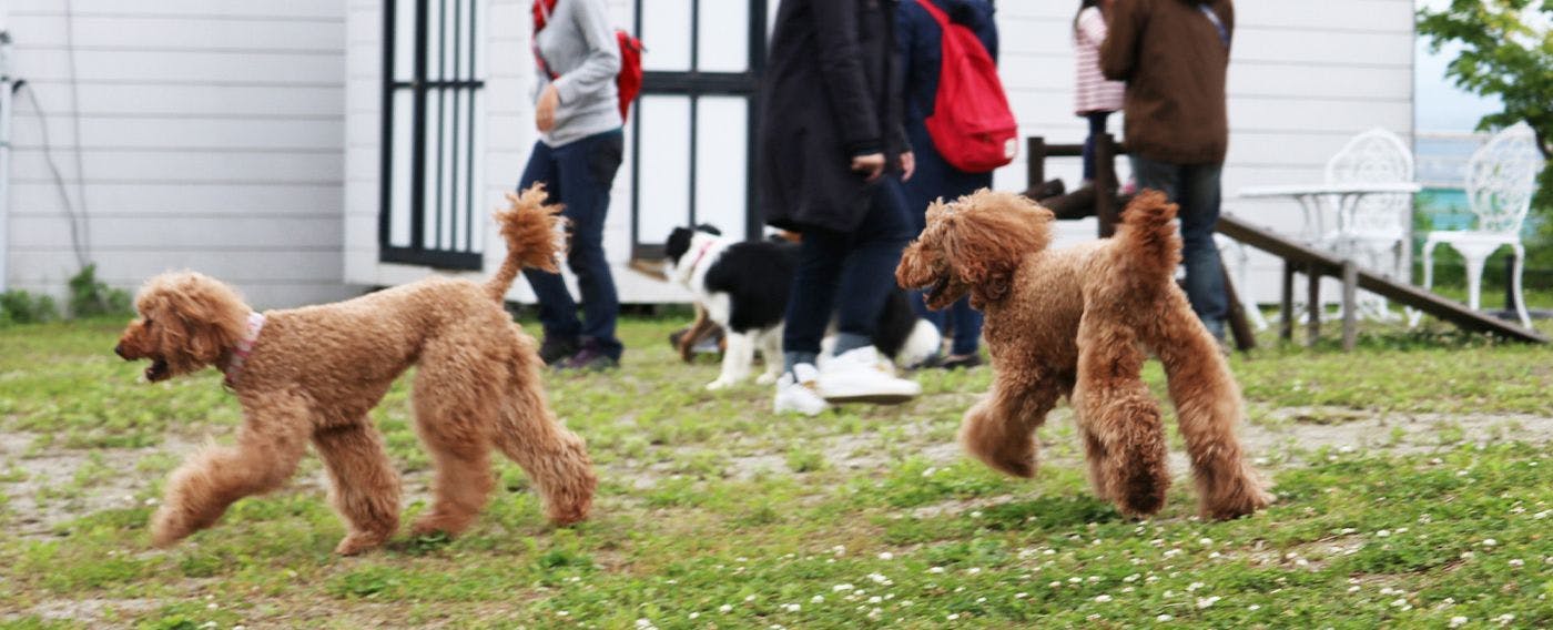 ลานวิ่งเล่นสำหรับสุนัข