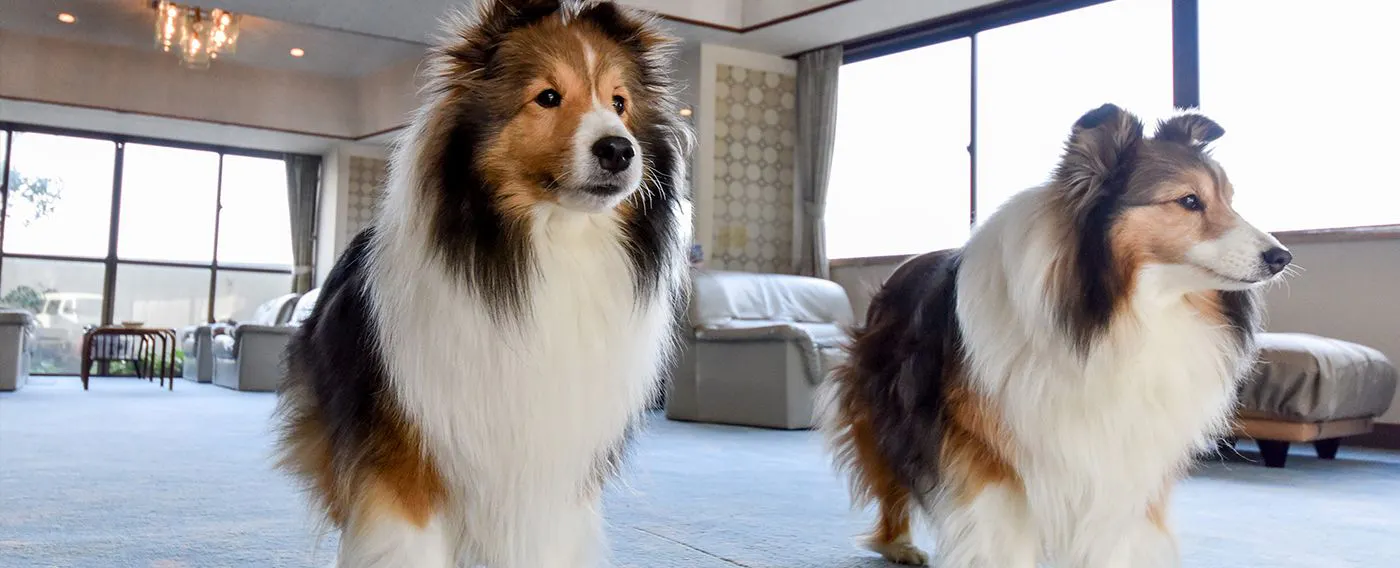 หัวข้อ: สัตว์เลี้ยง