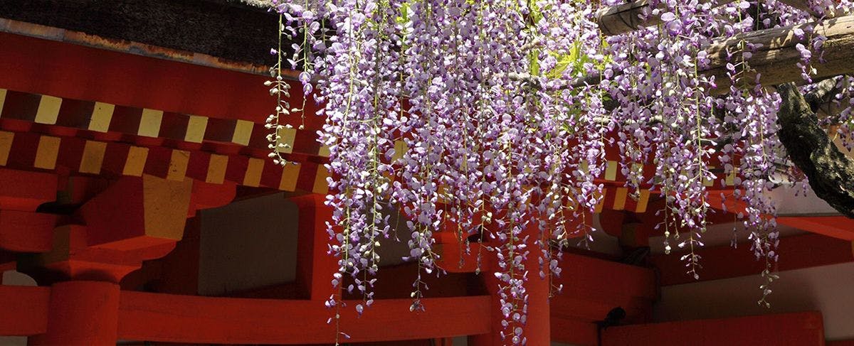 Wisteria
