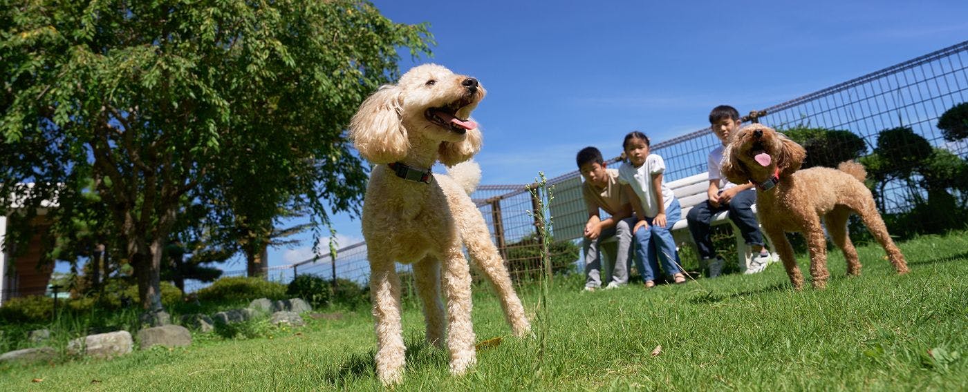 ลานวิ่งเล่นสำหรับสุนัข