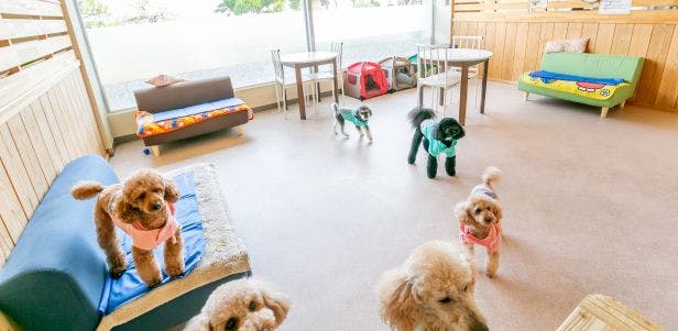 คาเฟ่สุนัข "Wan" Riva