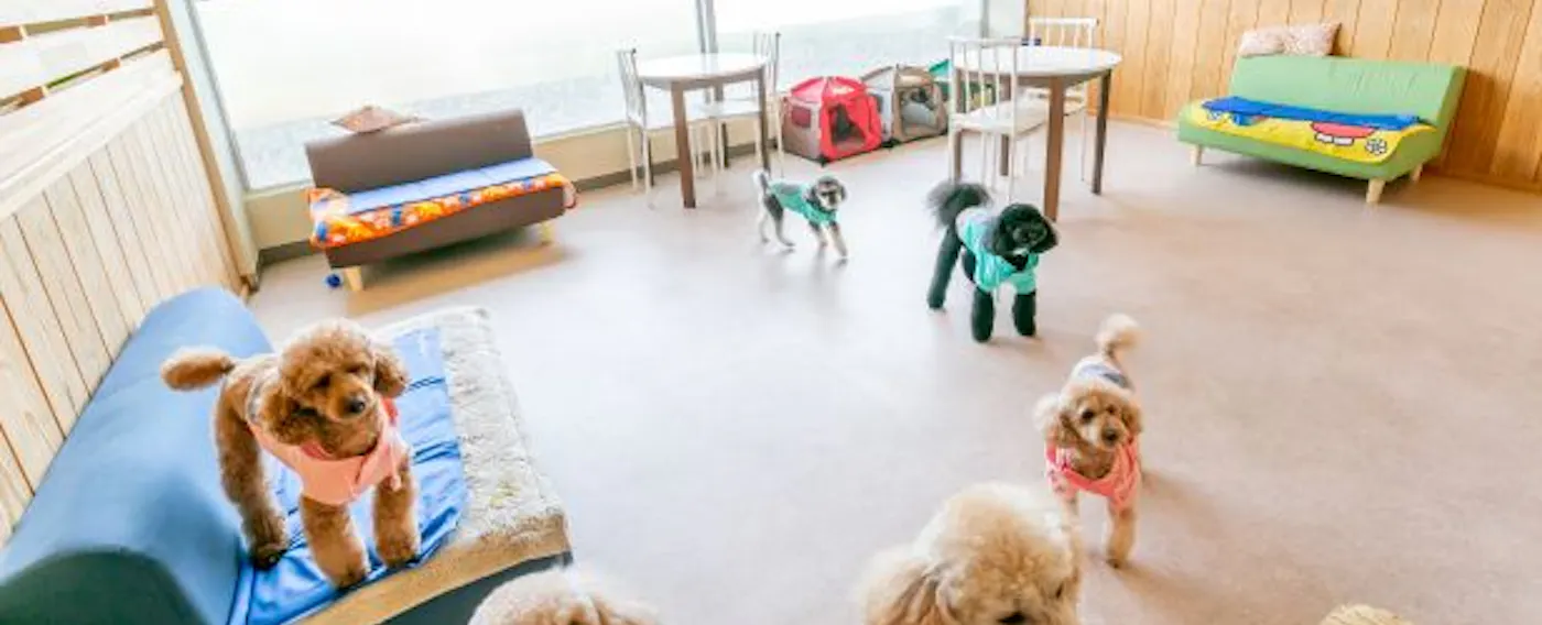 คาเฟ่สุนัข "Wan" Riva