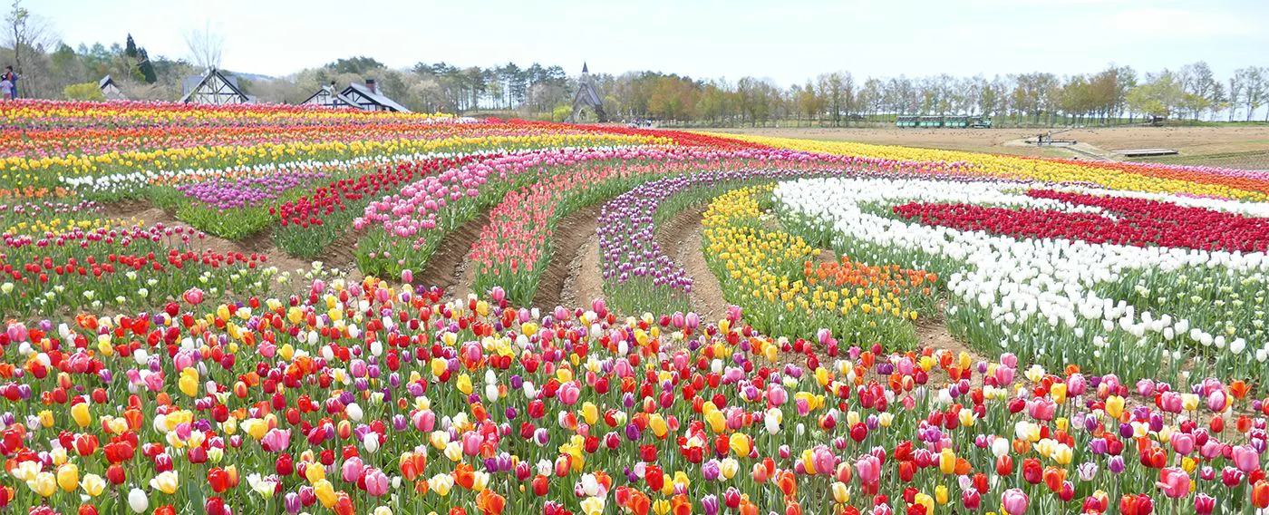 ที่ราบสูงฮิรุกาโนะ