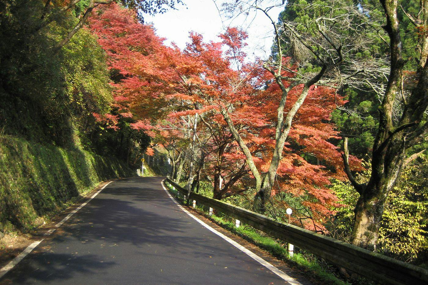 紅葉