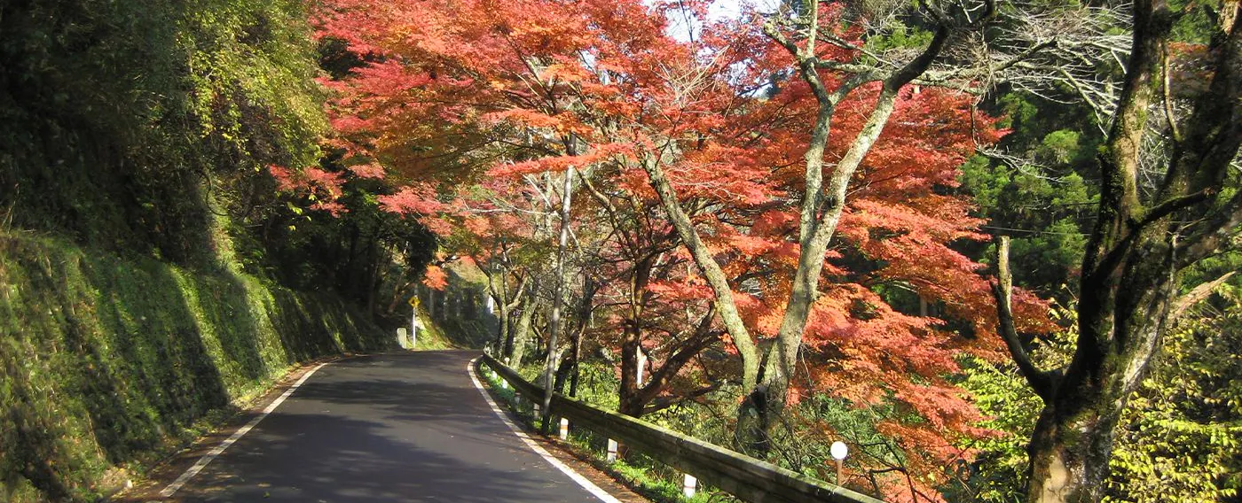 紅葉
