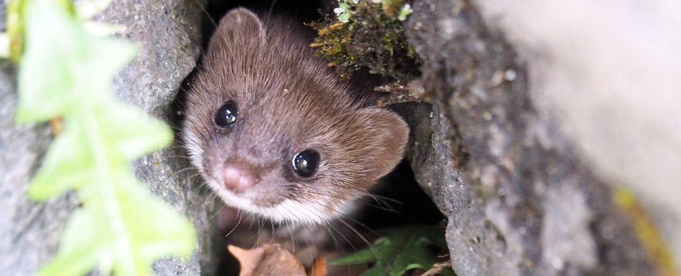 Stoat