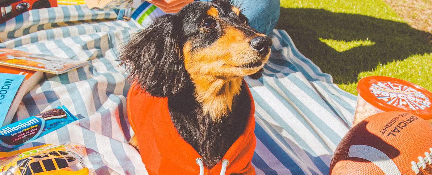 ภาพลักษณ์การเข้าพักพร้อมสัตว์เลี้ยง