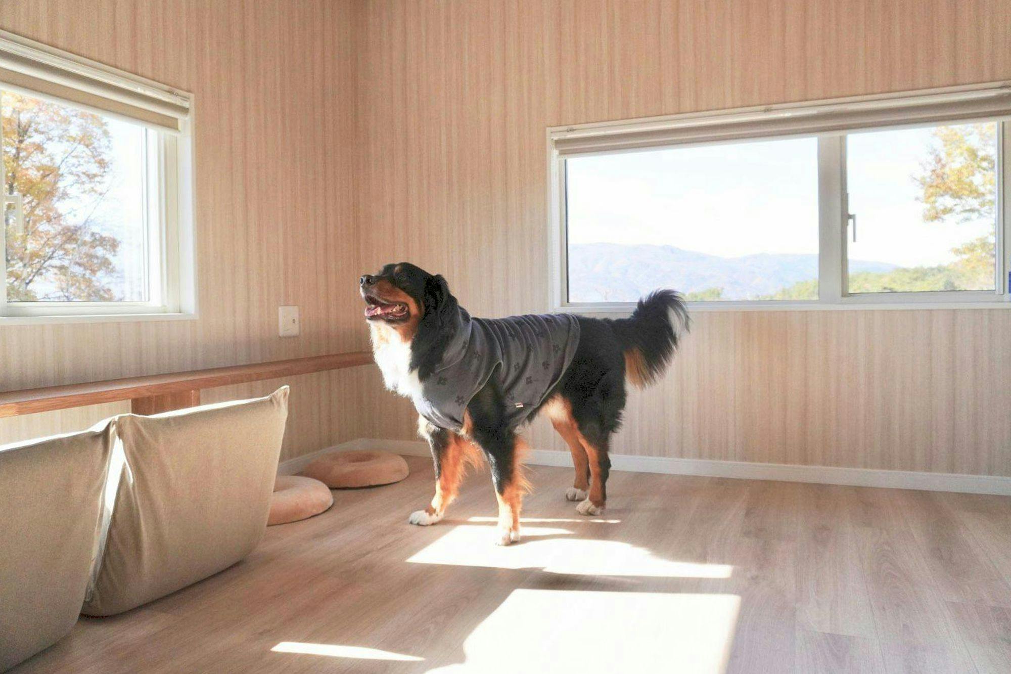 内観　犬